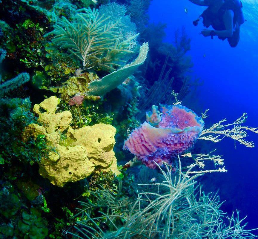 diving and exploring beautiful coral reef