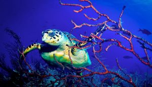 sea turtle on reef