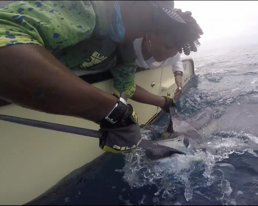 catching marlin deep sea reef billfish