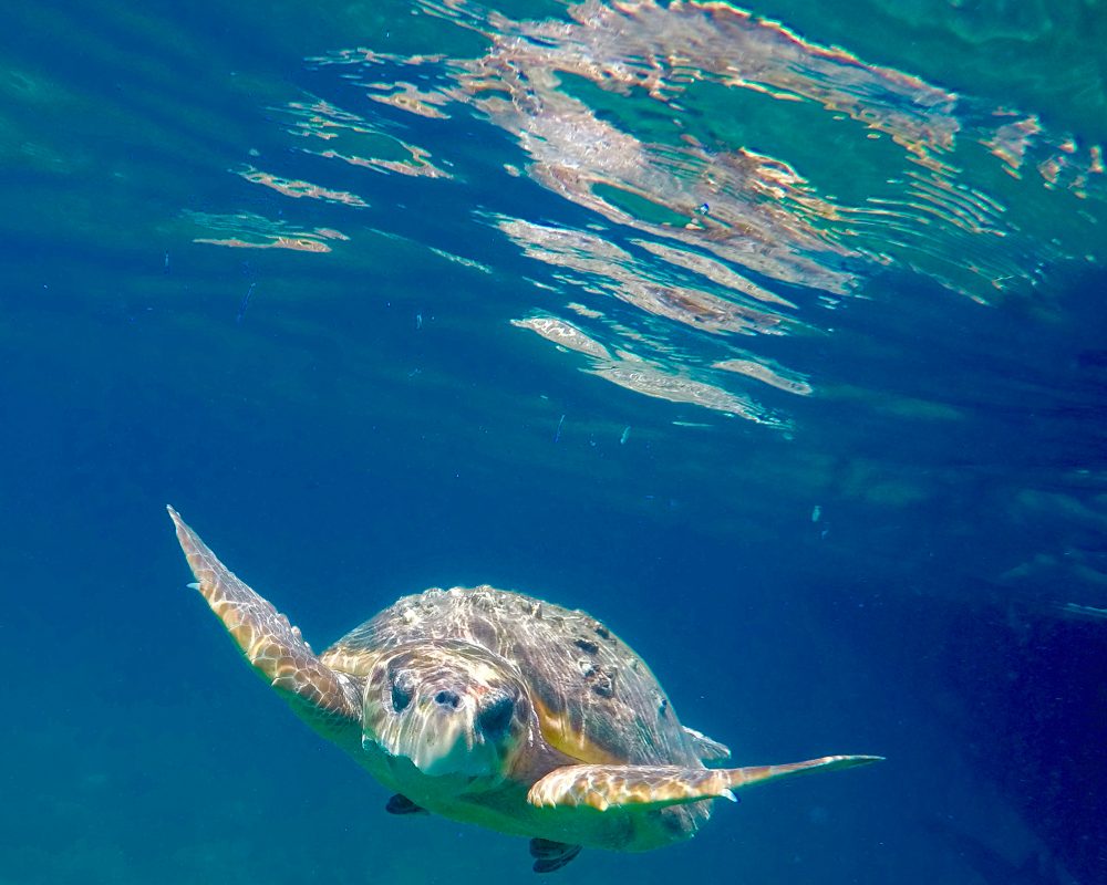 snorkeling with a sea turtle in belize