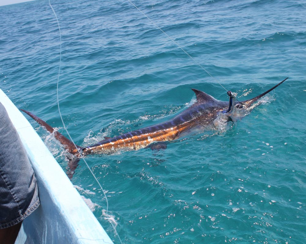 deep sea marlin fishing