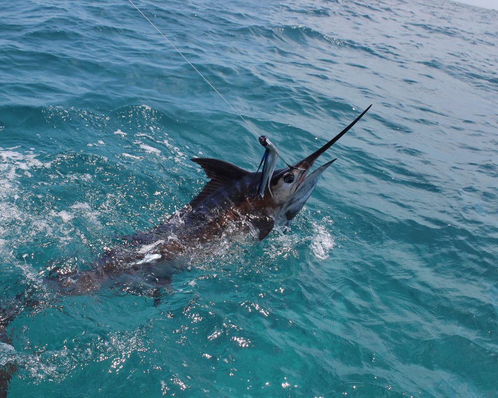 mad marlin catch outer reef billfish
