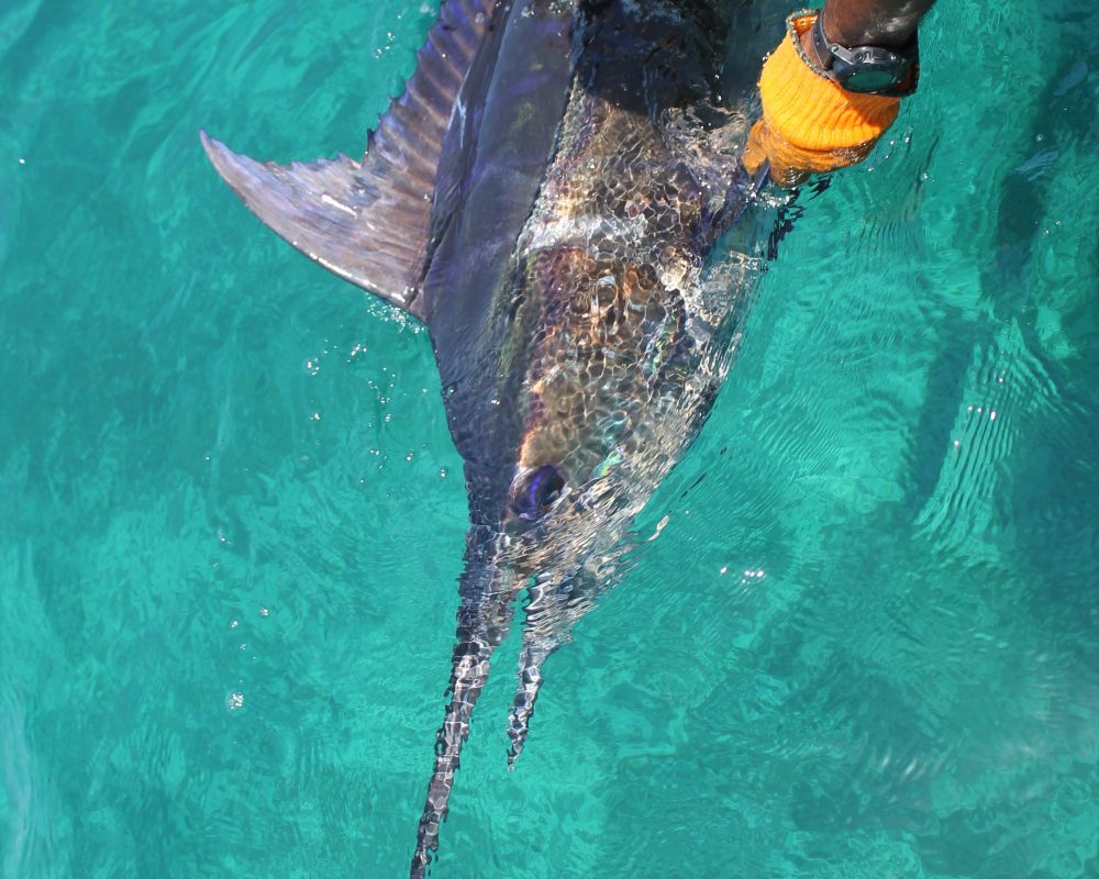 great catch deep sea fishing outer reef