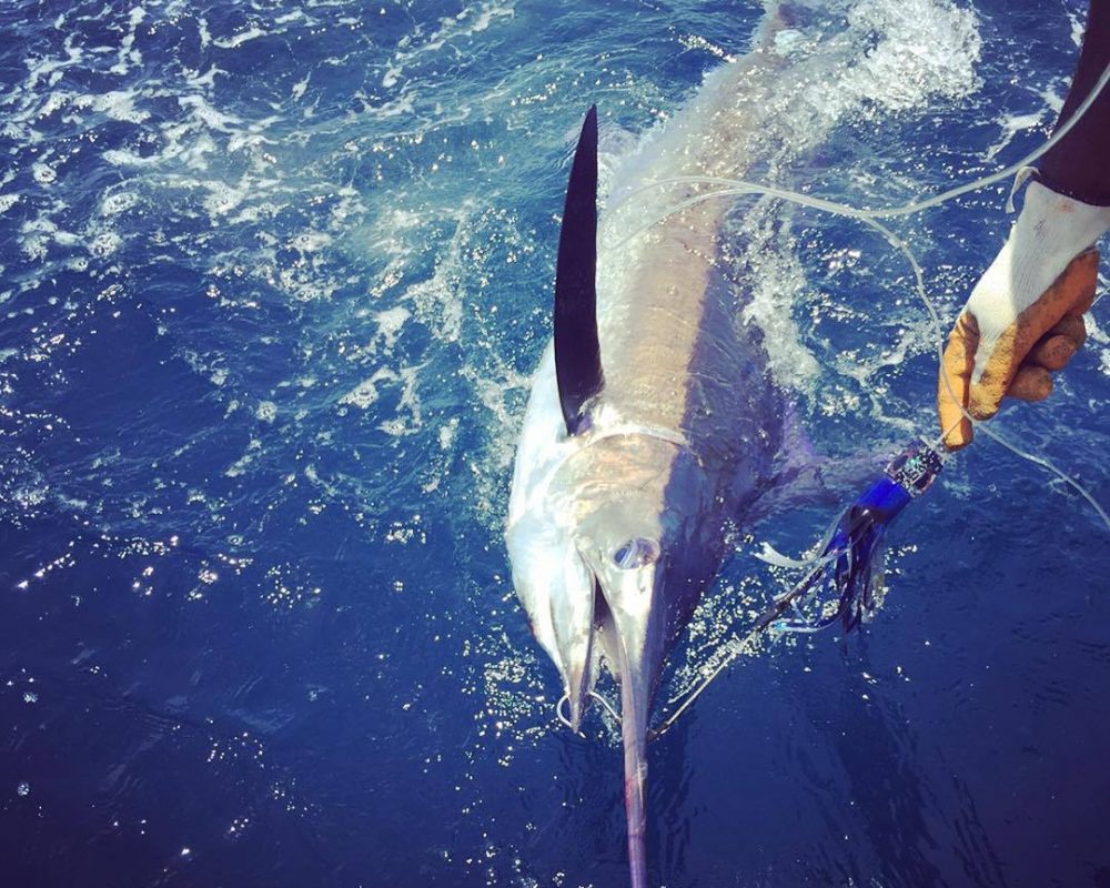 deep sea fishing billfish day trip